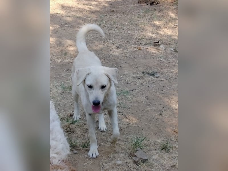 Johnny - der Sonnenschein auf vier Pfoten