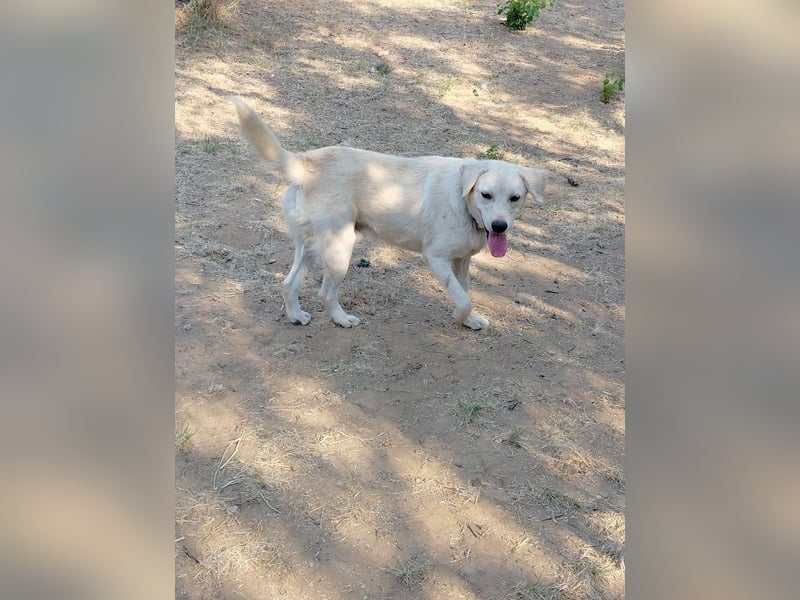 Johnny - der Sonnenschein auf vier Pfoten