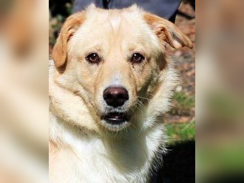 Dario - kam als Junghund in ein Canile