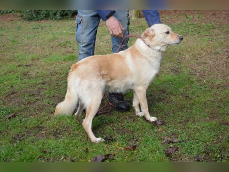 Dario - kam als Junghund in ein Canile