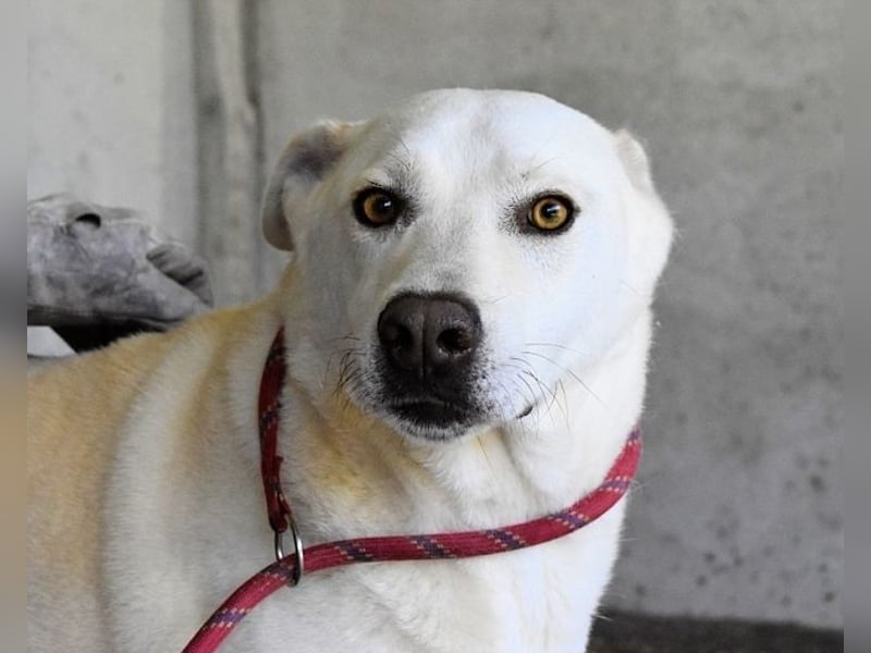 Luken - Zwei Seelen. Zwei Geschichten. Ein Ziel.