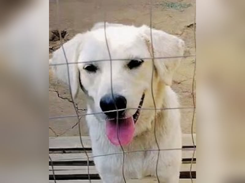 Johnny - der Sonnenschein auf vier Pfoten