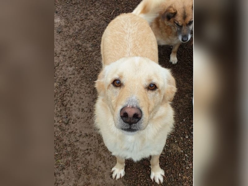 Dario - kam als Junghund in ein Canile