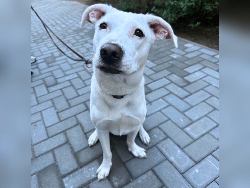 Nola - DRINGEND - Nola sucht bis 04.01. ein Zuhause oder eine Pflegestelle!