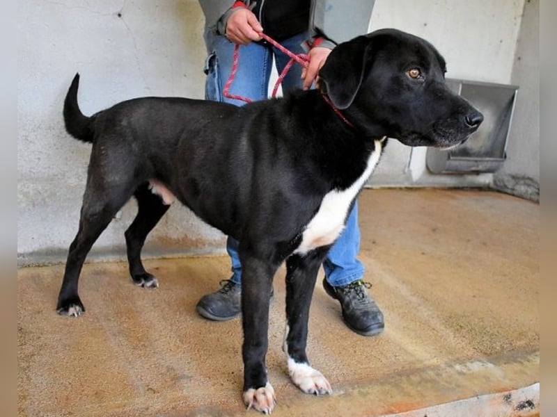 Norgen - Potential zum Traumhund