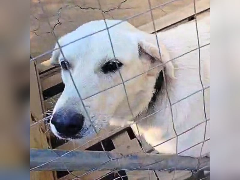 Johnny - der Sonnenschein auf vier Pfoten