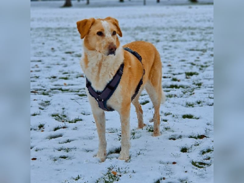 Teddy - Sechs Jahre Treue und nun soll er gehen