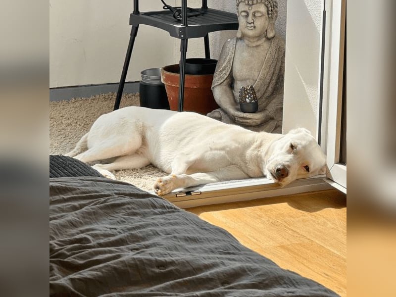 Nola - DRINGEND - Nola sucht bis 04.01. ein Zuhause oder eine Pflegestelle!