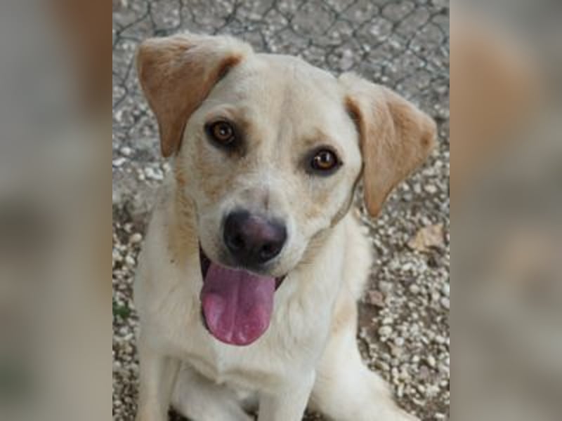 Tyler - fröhlicher Labrador auf Entdeckungstour
