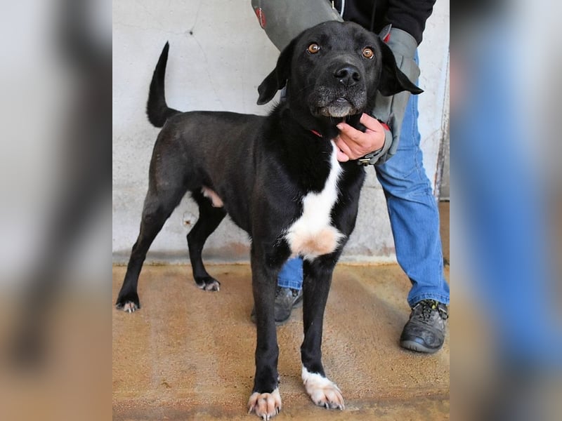 Norgen - Potential zum Traumhund