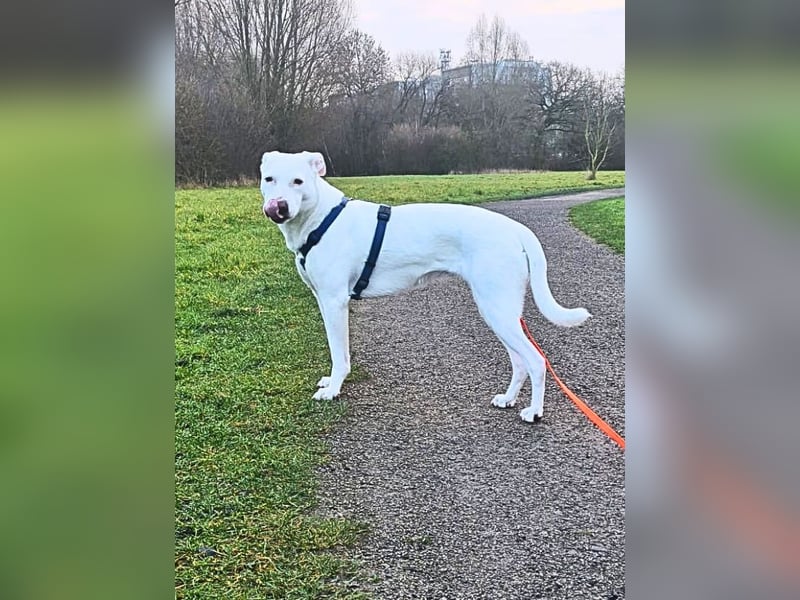 Nola - DRINGEND - Nola sucht bis 04.01. ein Zuhause oder eine Pflegestelle!