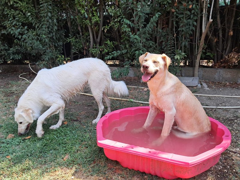 Tyler - fröhlicher Labrador auf Entdeckungstour