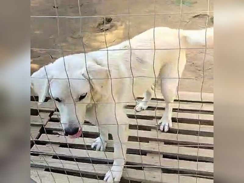 Johnny - der Sonnenschein auf vier Pfoten