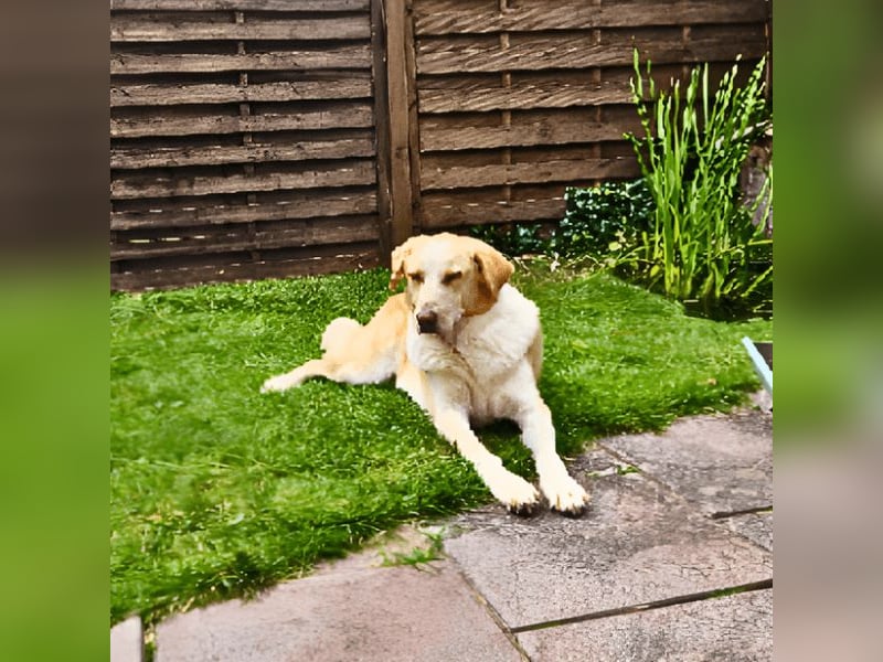 Teddy - Sechs Jahre Treue und nun soll er gehen