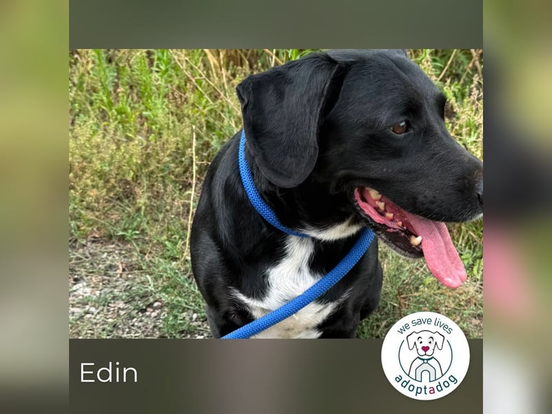 Edin 2016722 sucht ein zu Hause