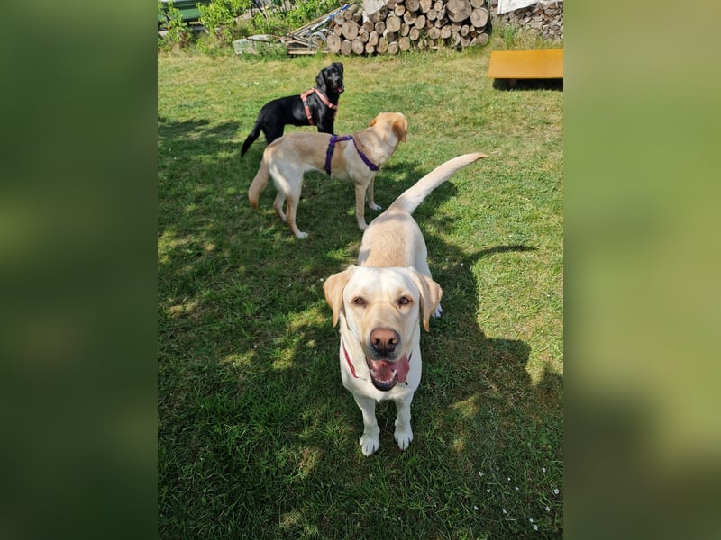 Labrador Deckrüde gesucht - Wurfplanung 2026/2027