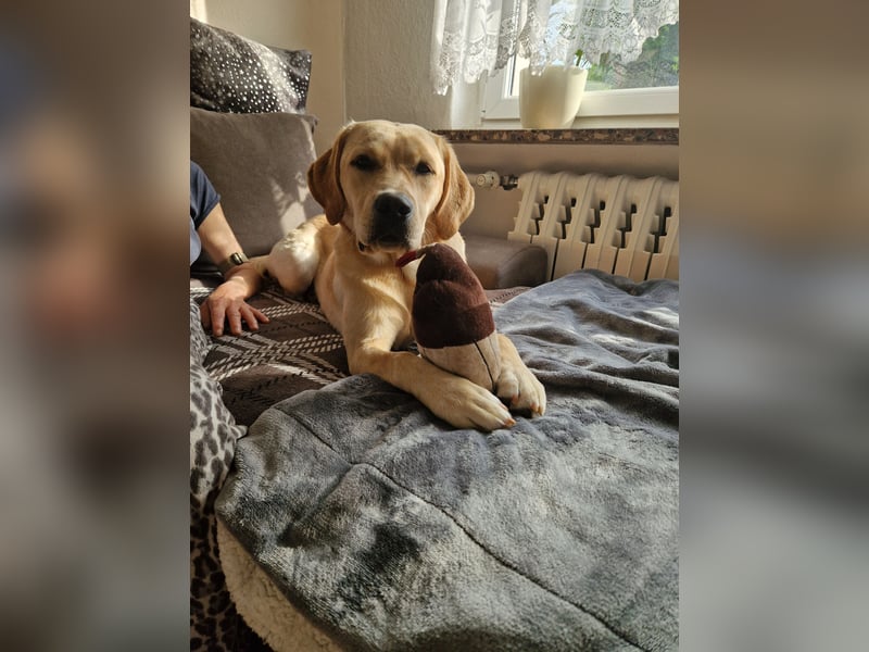 Labrador Deckrüde gesucht - Wurfplanung 2026/2027