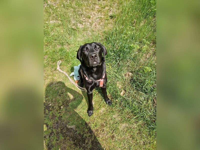 Labrador Deckrüde gesucht - Wurfplanung 2026/2027
