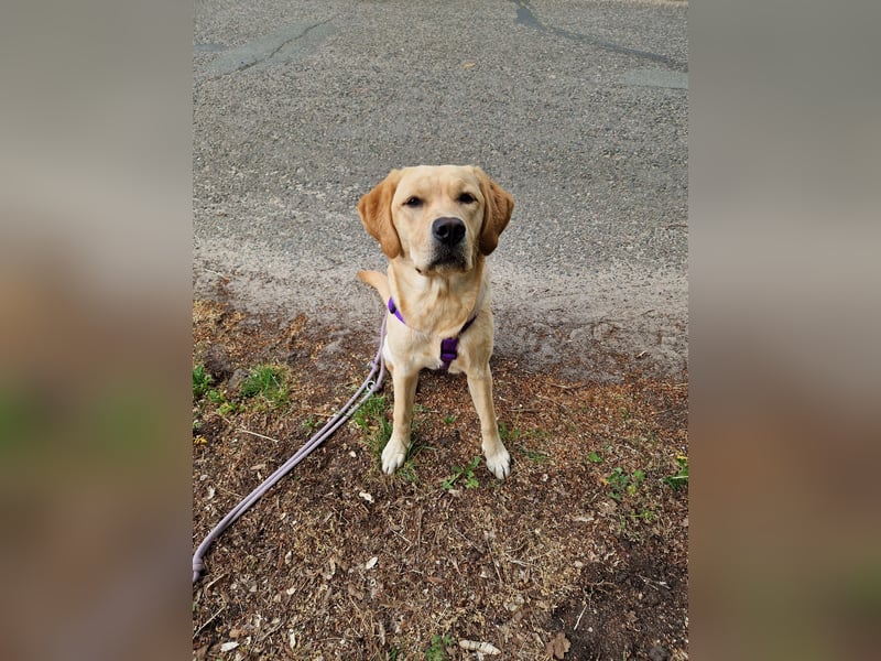 Labrador Deckrüde gesucht - Wurfplanung 2026/2027