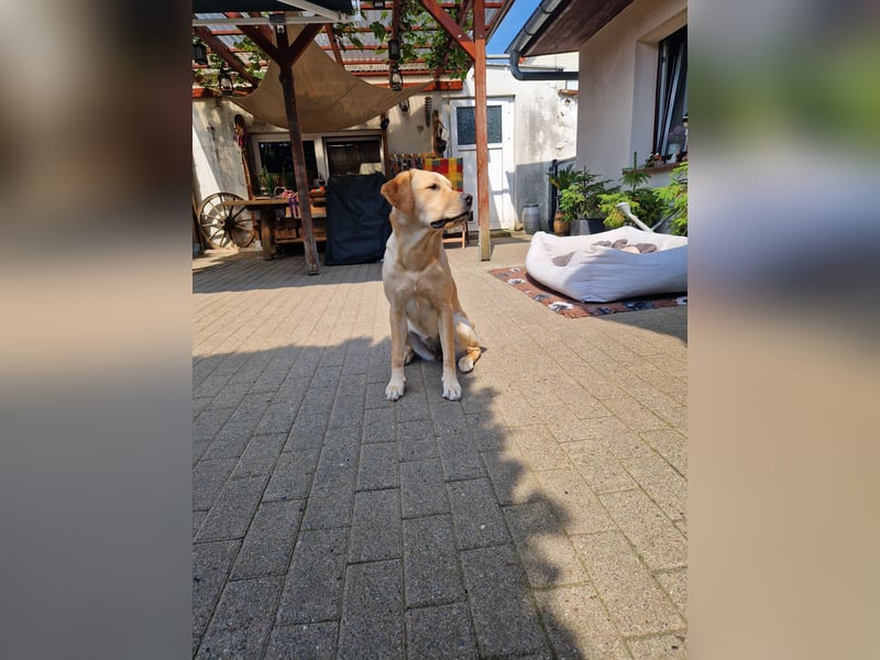 Labrador Deckrüde gesucht - Wurfplanung 2026/2027