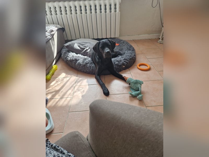 Labrador Deckrüde gesucht - Wurfplanung 2026/2027