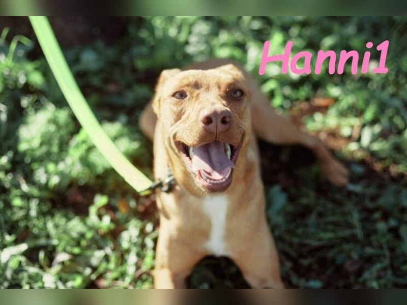 Hanni1 geb. 10/2021 (in Deutschland ) - Labrador-Border-Collie Mix Hündin, ein Sonnenschein