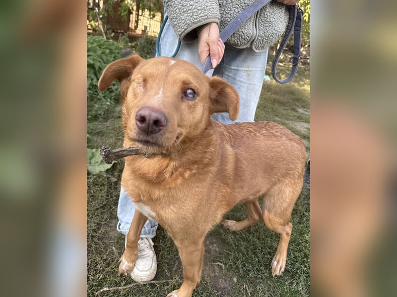Jack - ein ganz besonderer Schatz braucht genau dich