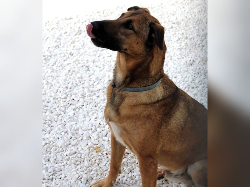 Zipi geb. 09/2021 (in Deutschland) - aufgeschlossener, verspielter und intelligenter Labrador Mix!