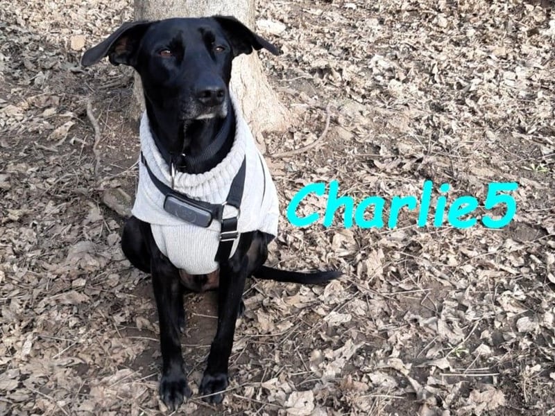 Charlie5 10/2021 (in Deutschland) - verspielter & neugieriger Labrador-Border-Collie-Mix!