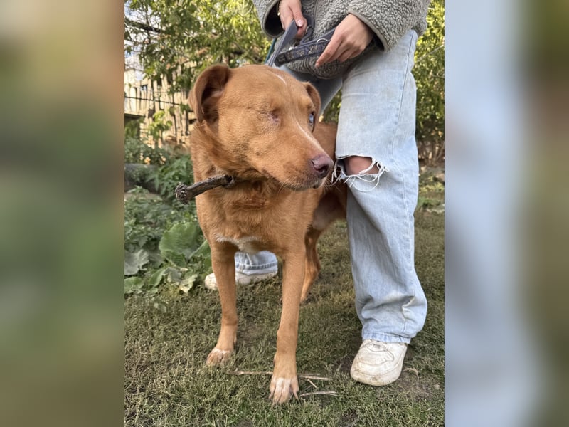 Jack - toller Kerl mit großem Herz