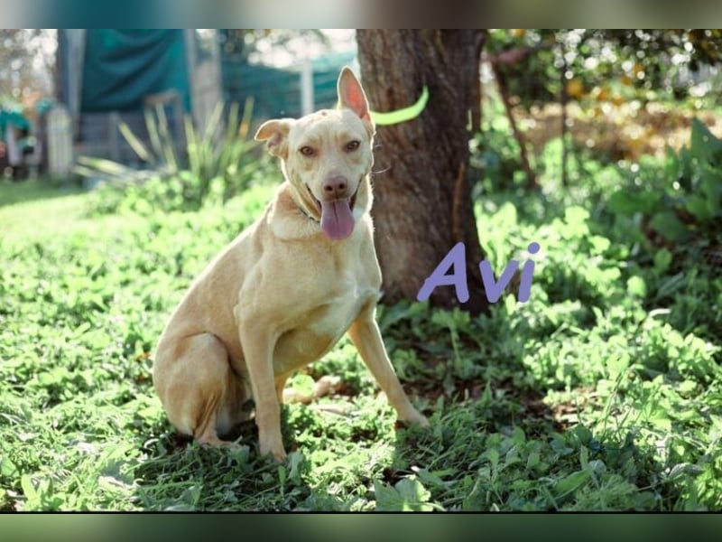Avi geb. 10/2021 (DE) - unkomplizierte, soziale und liebe Border Collie-Labrador-Mix Hündin!