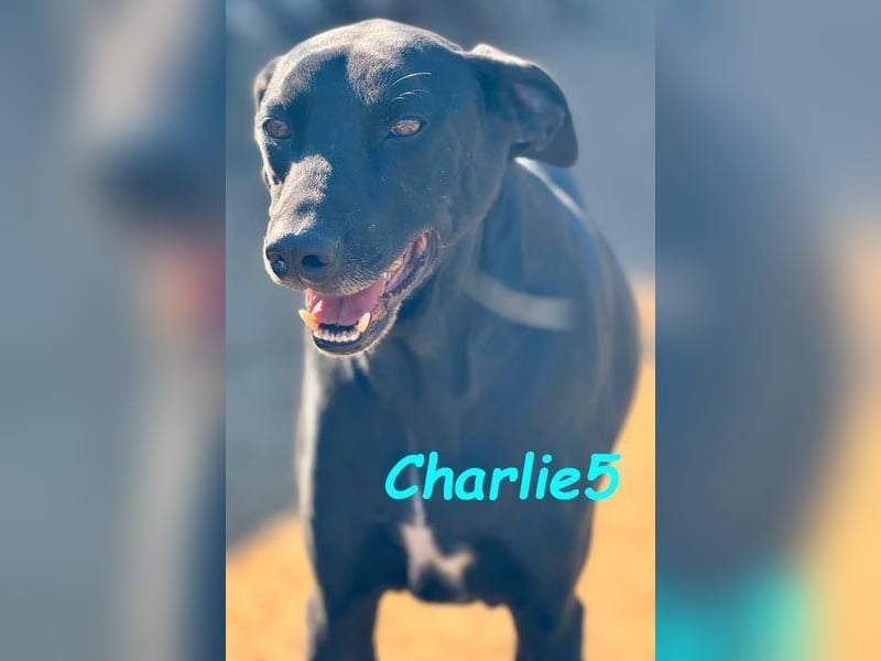 Charlie5 10/2021 (in Deutschland) - verspielter & neugieriger Labrador-Border-Collie-Mix!