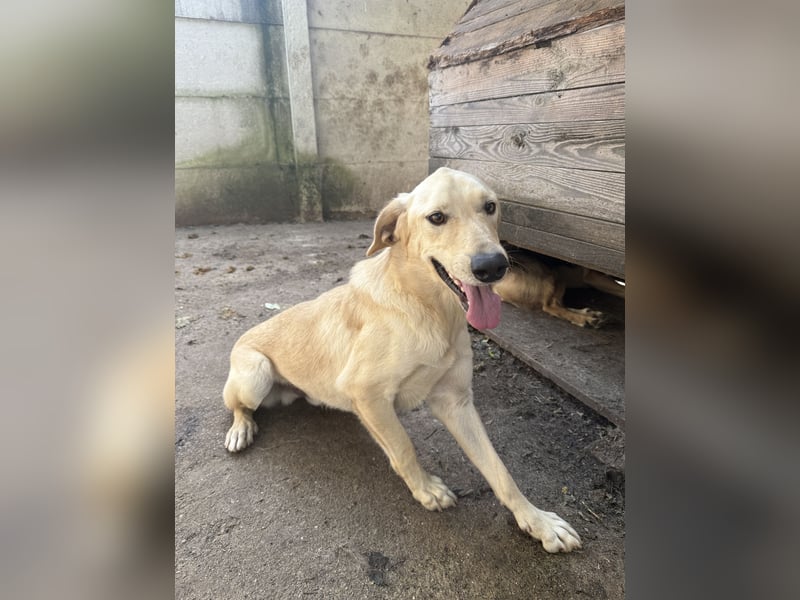 Vezér sucht seine Menschen