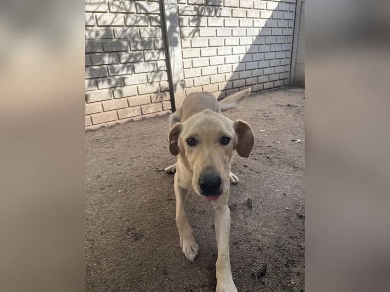 Vezér sucht seine Menschen