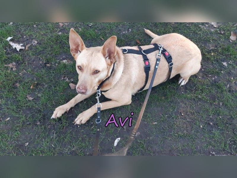 Avi geb. 10/2021 (DE) - unkomplizierte, soziale und liebe Border Collie-Labrador-Mix Hündin!