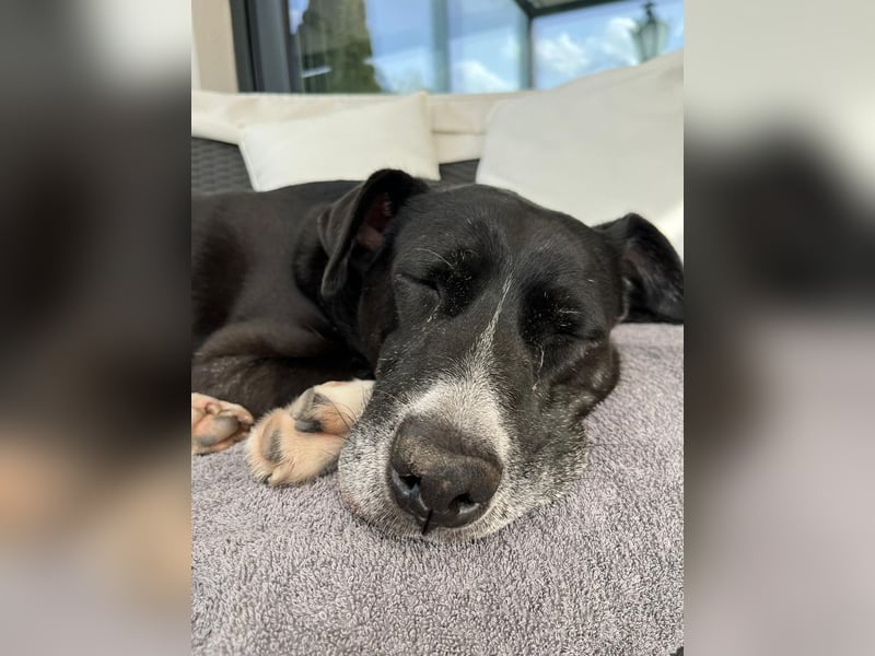 BLANCA ❤️ Sonnenschein Familienhündin, Pflegefamilie Köln