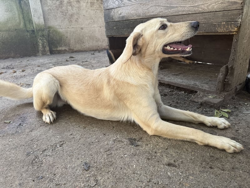 Vezér sucht seine Menschen