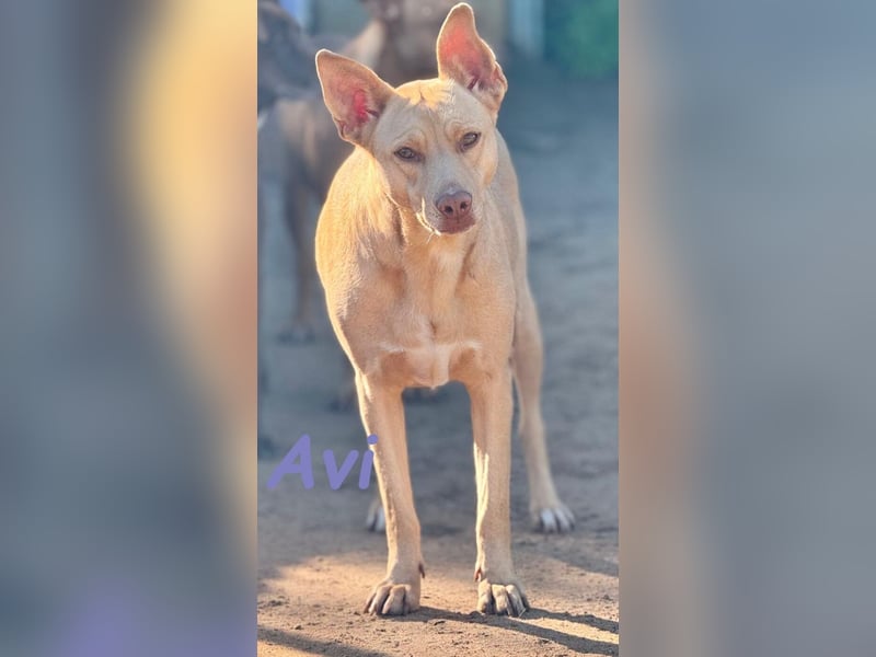 Avi geb. 10/2021 (DE) - unkomplizierte, soziale und liebe Border Collie-Labrador-Mix Hündin!
