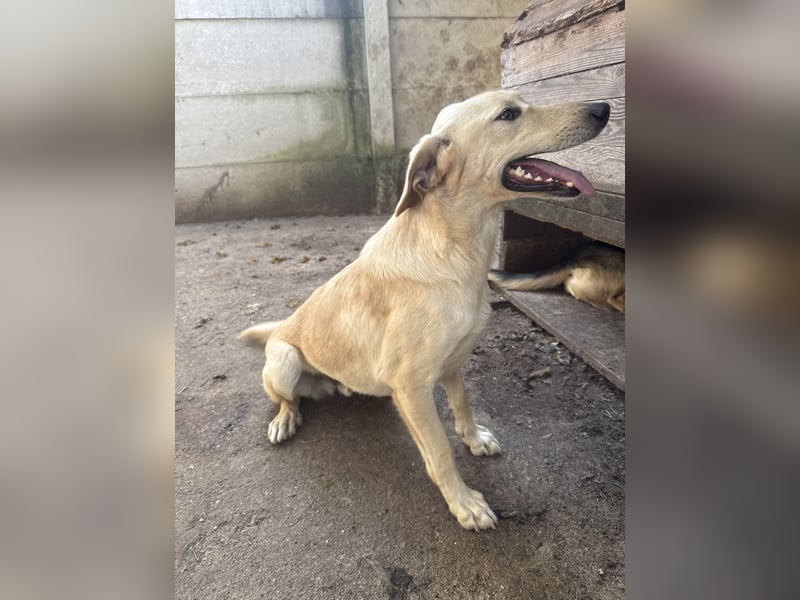 Vezér sucht seine Menschen