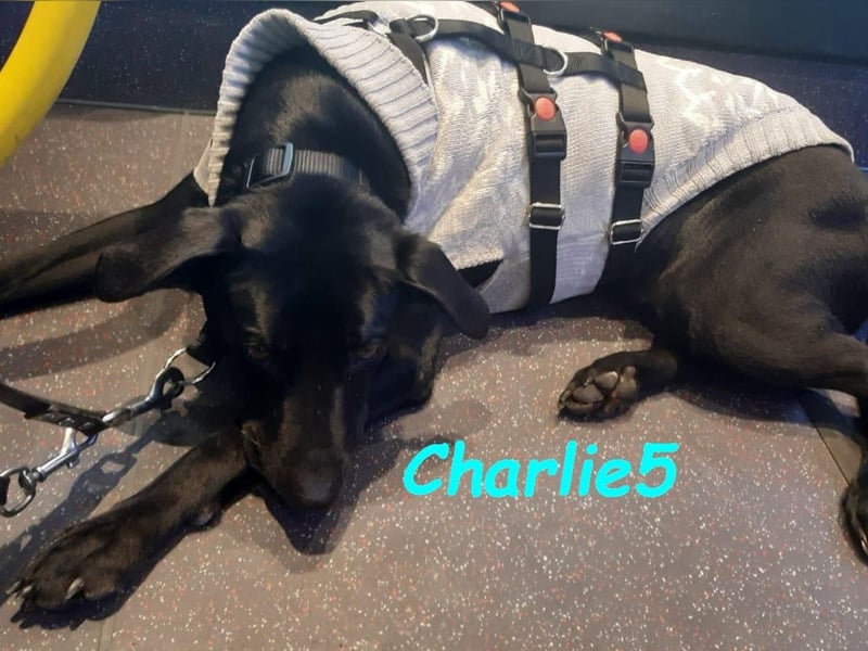 Charlie5 10/2021 (in Deutschland) - verspielter & neugieriger Labrador-Border-Collie-Mix!