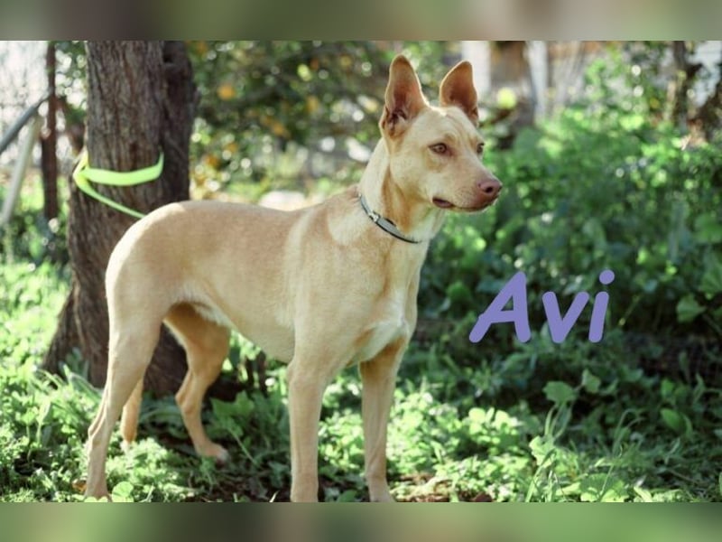 Avi geb. 10/2021 (DE) - unkomplizierte, soziale und liebe Border Collie-Labrador-Mix Hündin!