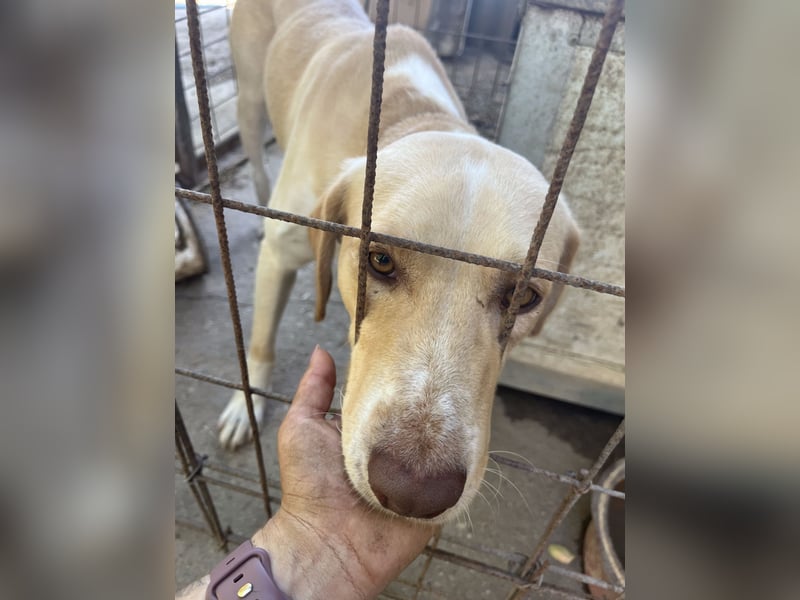 Jóska möchte geliebt werden