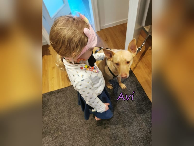 Avi geb. 10/2021 (DE) - unkomplizierte, soziale und liebe Border Collie-Labrador-Mix Hündin!