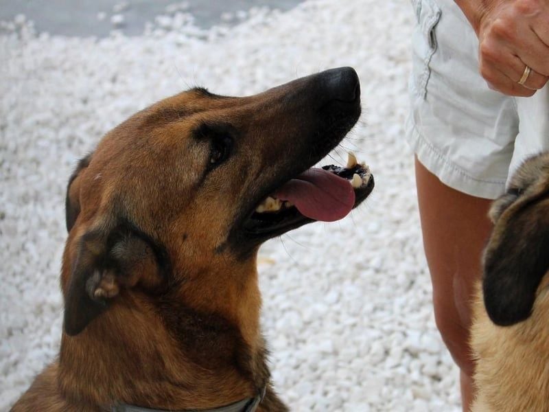 Zipi geb. 09/2021 (in Deutschland) - aufgeschlossener, verspielter und intelligenter Labrador Mix!