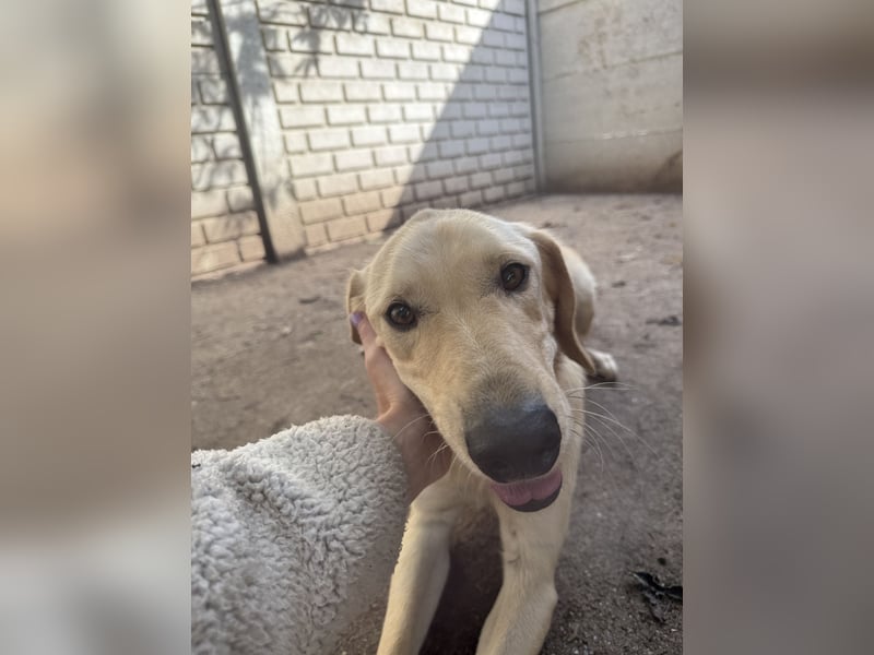 Vezér sucht seine Menschen