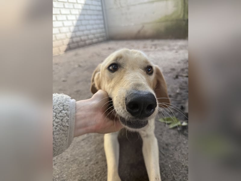 Vezér sucht seine Menschen