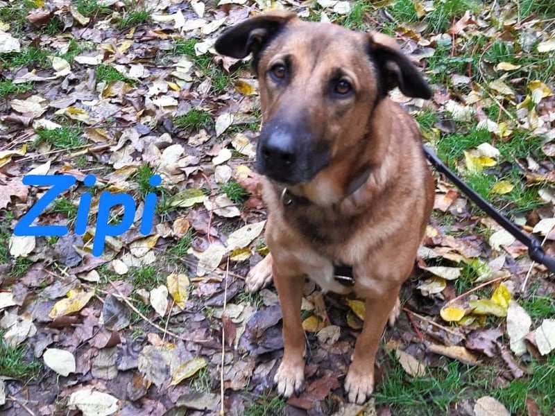 Zipi geb. 09/2021 (in Deutschland) - aufgeschlossener, verspielter und intelligenter Labrador Mix!