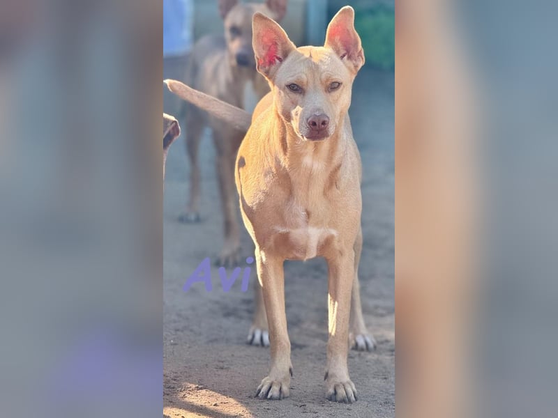 Avi geb. 10/2021 (DE) - unkomplizierte, soziale und liebe Border Collie-Labrador-Mix Hündin!