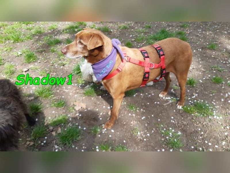 Shadow1 10/2021 (in Deutschland) - liebevoller Labrador-Border-Collie-Mix, treuer Menschenfreund!