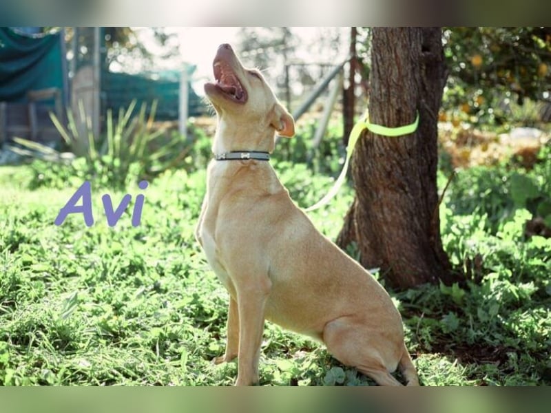 Avi geb. 10/2021 (DE) - unkomplizierte, soziale und liebe Border Collie-Labrador-Mix Hündin!